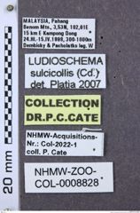 Etikette zu Ludioschema sulcicolle (Candèze, 1878) (NHMW-ZOO-COL-0008828)